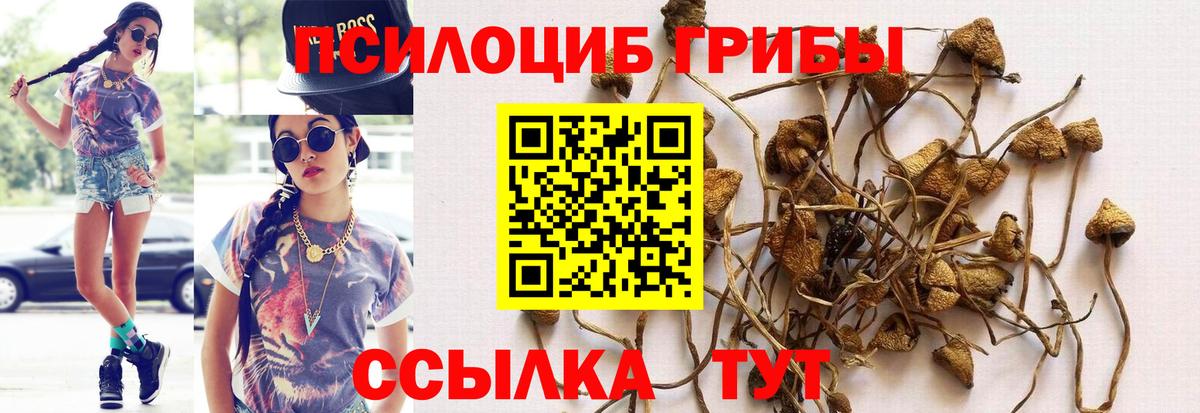 Галлюциногенные грибы Psilocybine cubensis Шелехов